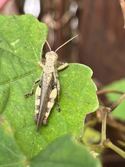 Xenocatantops humilis