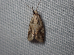 Euphona euphona