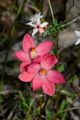 Thelymitra × macmillanii