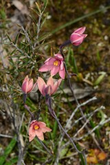 Thelymitra × macmillanii