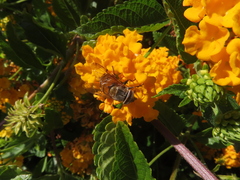 Copestylum haagii