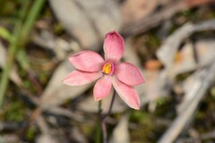 Thelymitra × macmillanii