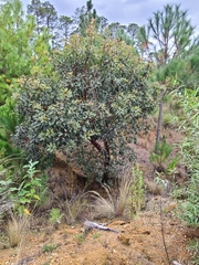 Arbutus xalapensis