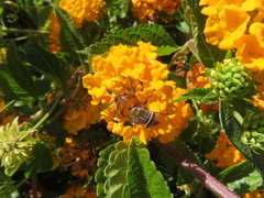 Copestylum haagii