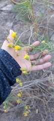 Senecio flaccidus monoensis