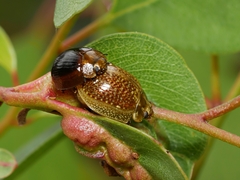 Paropsisterna cloelia