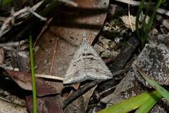 Dichromodes consignata