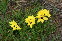 Ixia fuscocitrina