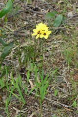 Ixia fuscocitrina