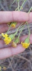 Senecio flaccidus monoensis