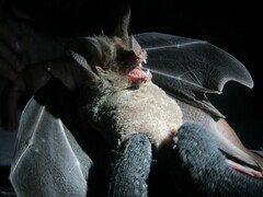 Trachops cirrhosus