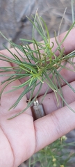 Senecio flaccidus monoensis