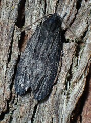Aproopta melanchlaena