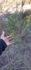 Senecio flaccidus monoensis