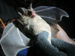 Trachops cirrhosus