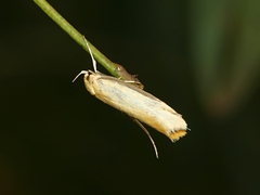 Philobota protecta