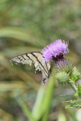 Papilio multicaudata multicaudata