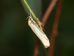 Philobota protecta