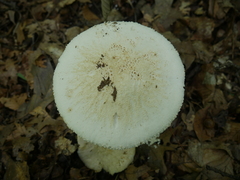 Amanita rhopalopus