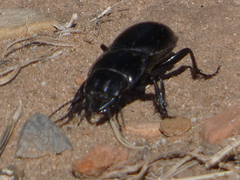 Pasimachus elongatus