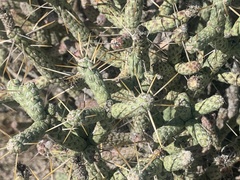 Cylindropuntia ramosissima