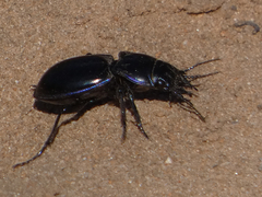 Pasimachus elongatus