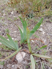 Bulbine narcissifolia