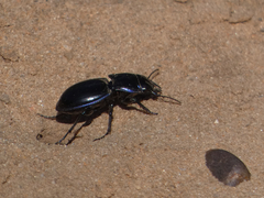 Pasimachus elongatus