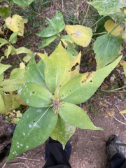 Rudbeckia occidentalis