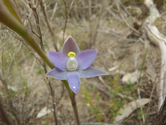 Thelymitra