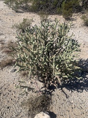 Cylindropuntia ramosissima