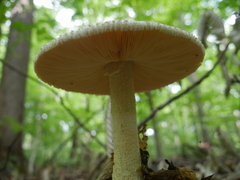 Amanita rhopalopus