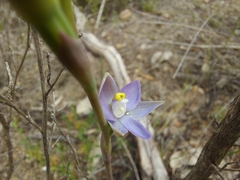 Thelymitra