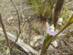Thelymitra