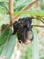 Xylophanes falco