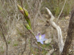 Thelymitra