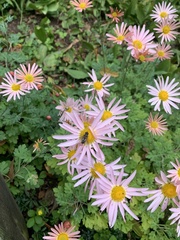 Dasysyrphus intrudens