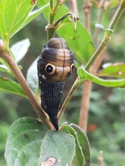 Xylophanes falco