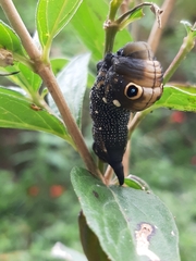Xylophanes falco