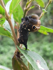 Xylophanes falco