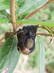 Xylophanes falco