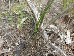 Thelymitra