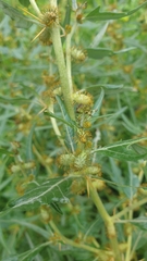 Xanthium spinosum