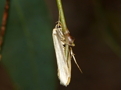 Philobota protecta
