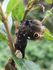 Xylophanes falco