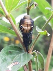 Xylophanes falco