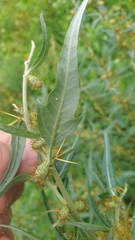 Xanthium spinosum