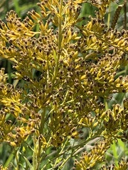 Solidago tortifolia