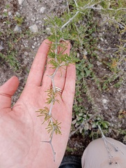 Asparagus burchellii