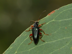 Lepturidea punctulaticollis